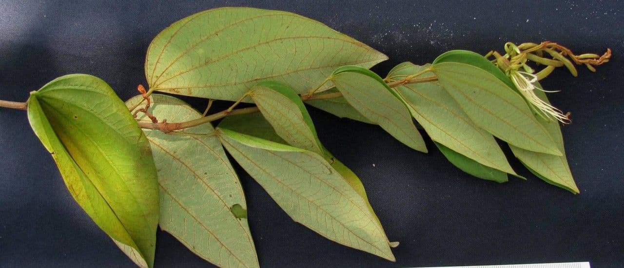 Bauhinia ungulata 17
