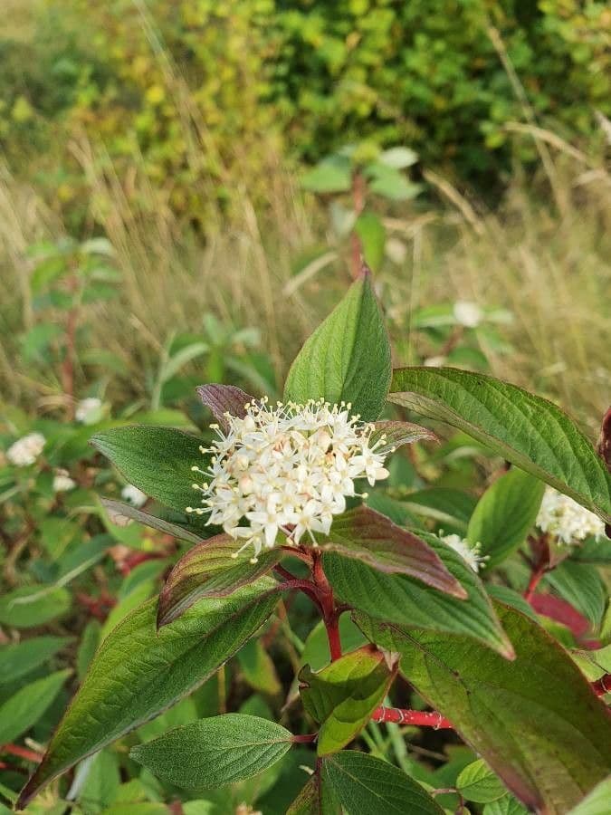 Svída výběžkatá 6