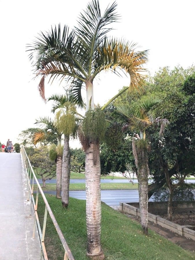 Palma fľašková 15