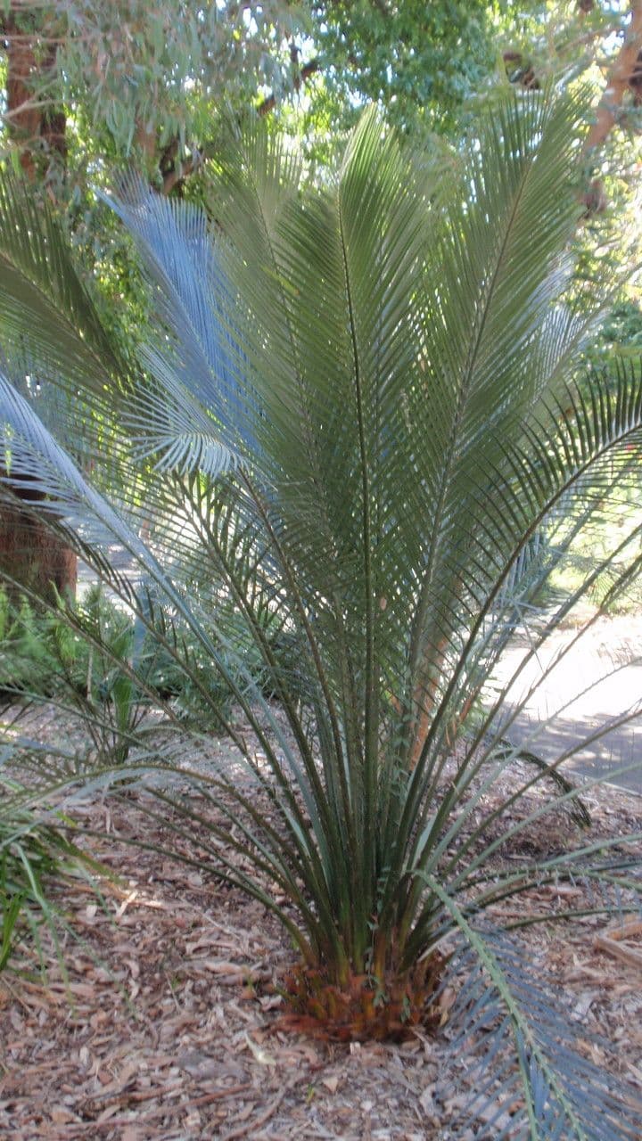 Macrozamia 12