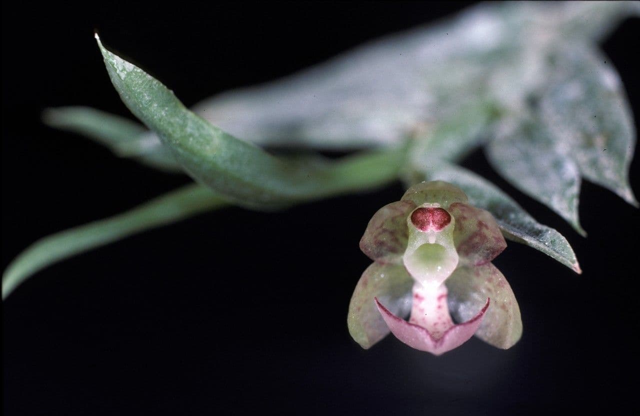 Dichaea 3