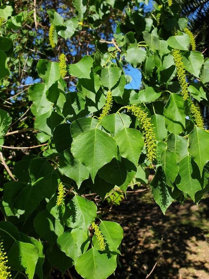 Candleberry-tree 7