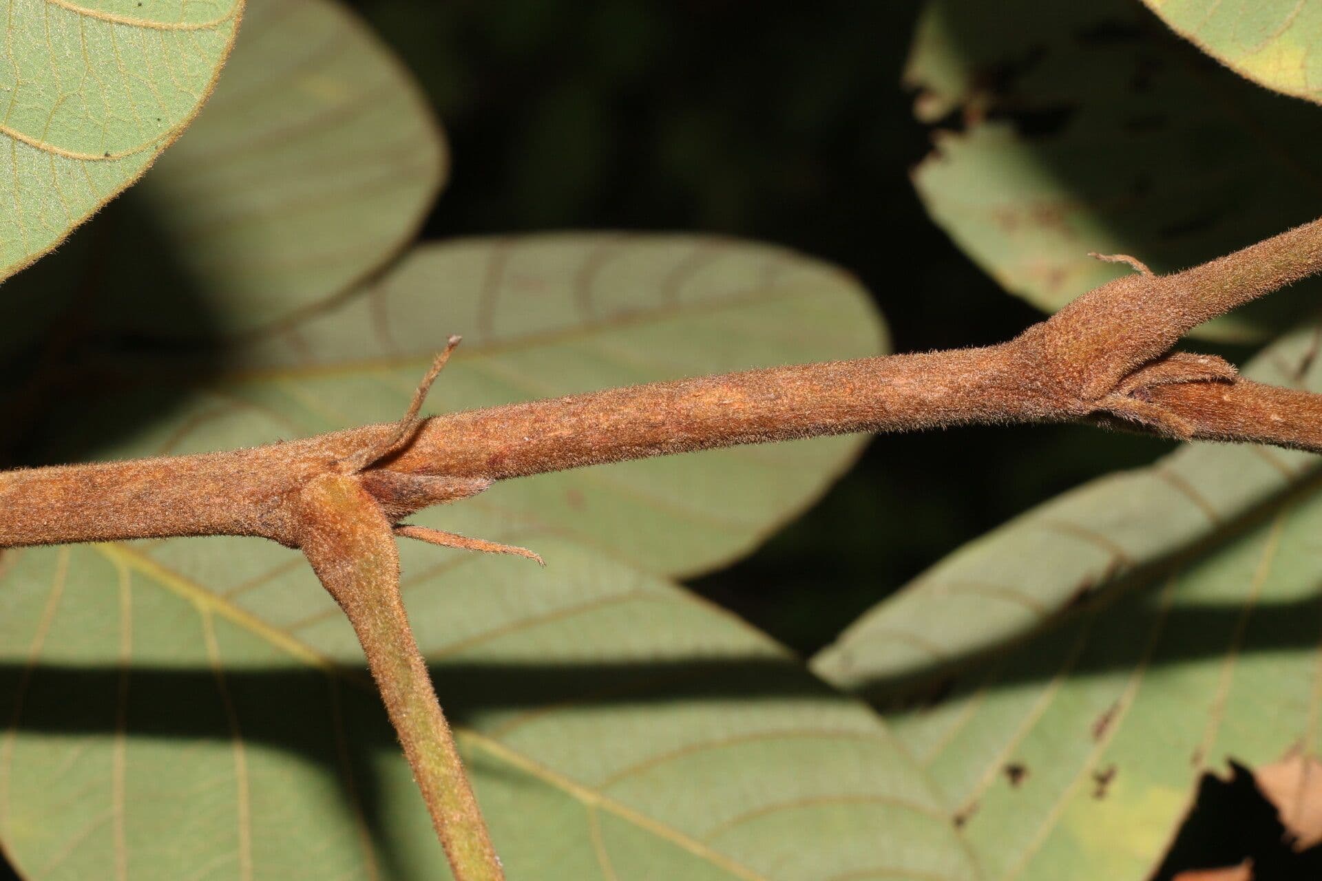 Lonchocarpus 11
