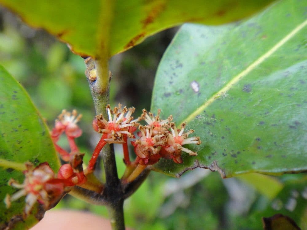 Austrobuxus