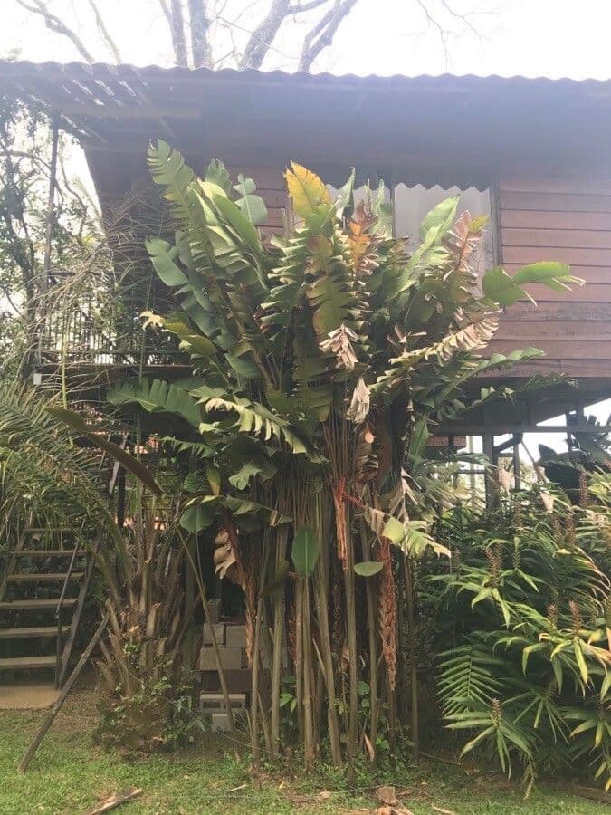 Heliconia 9