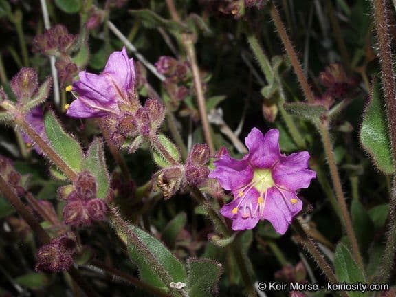 Mirabilis laevis 7