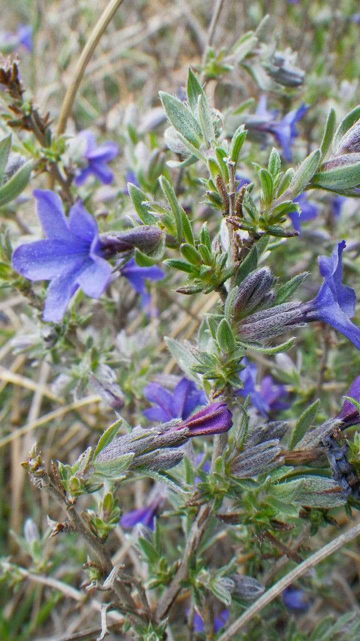 Erba perla arbustiva 26