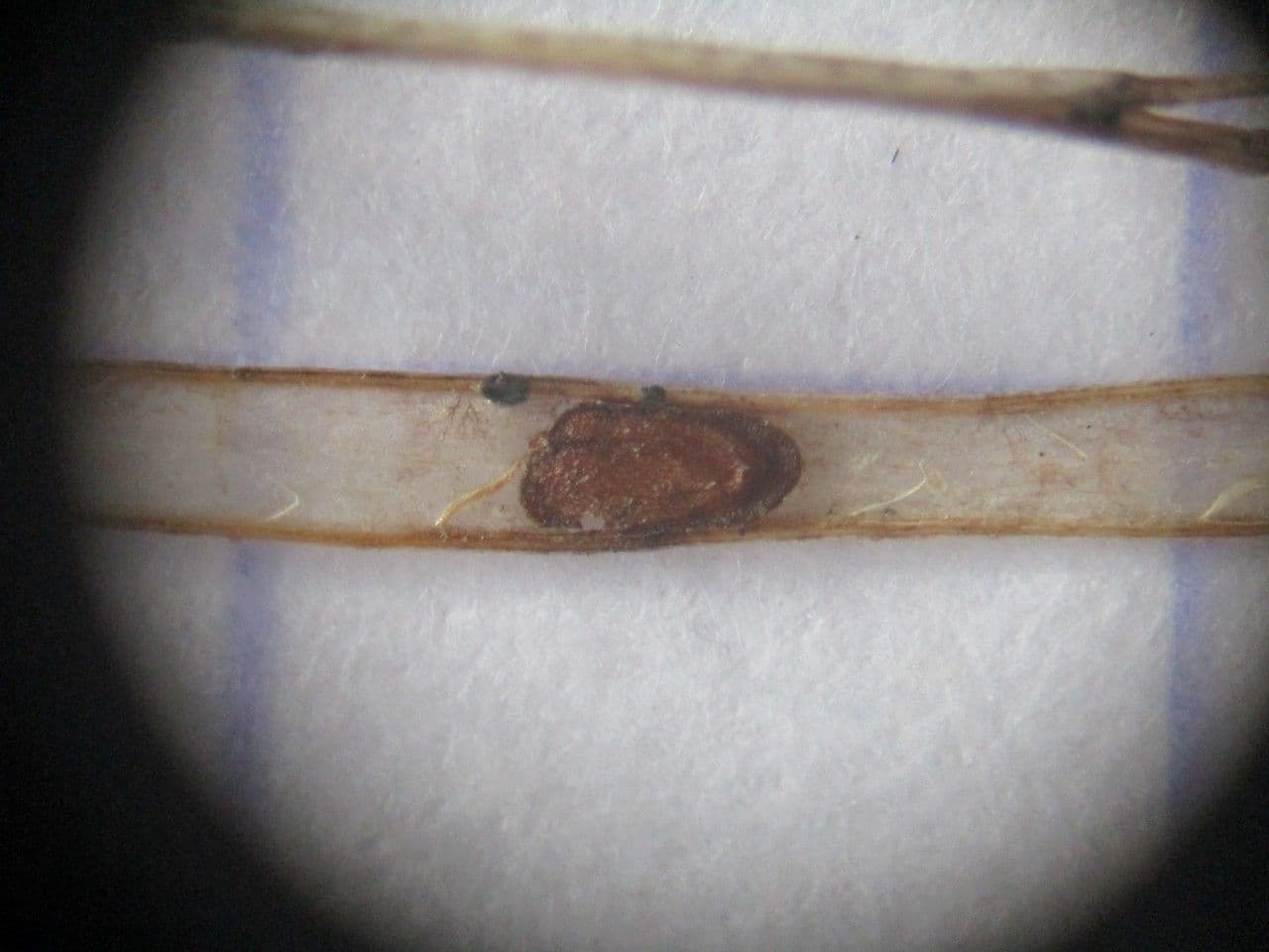 Arabide a silique piatte 18