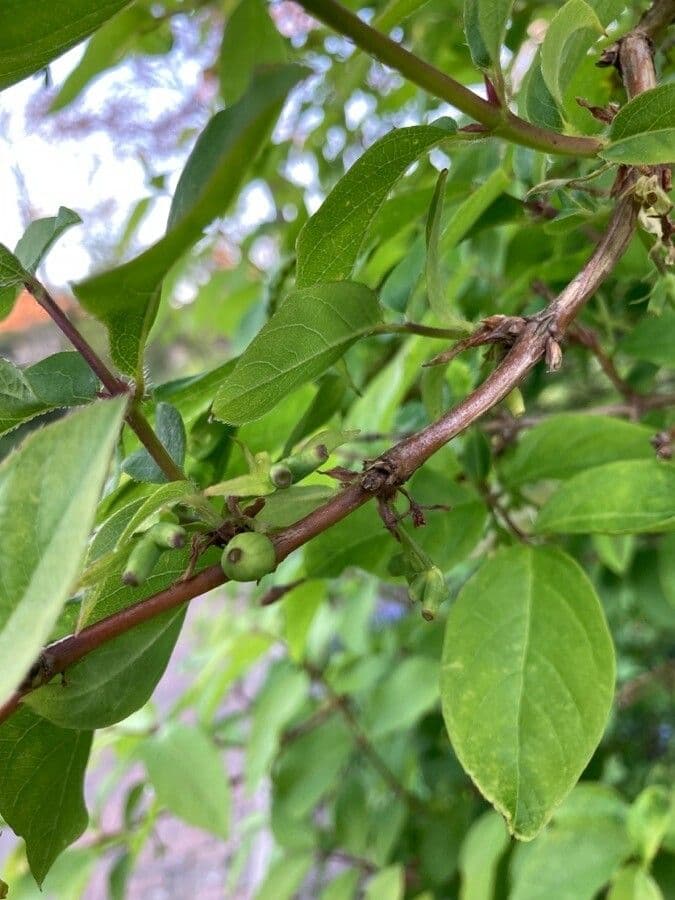 Caprifoglio profumato