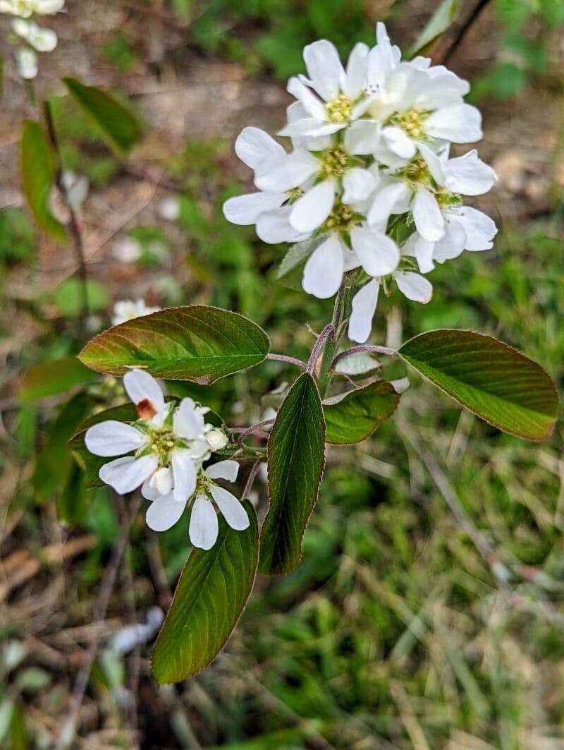Amelanchier 8