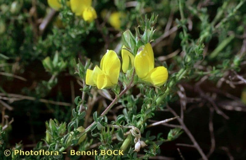 Adenocarpus 20