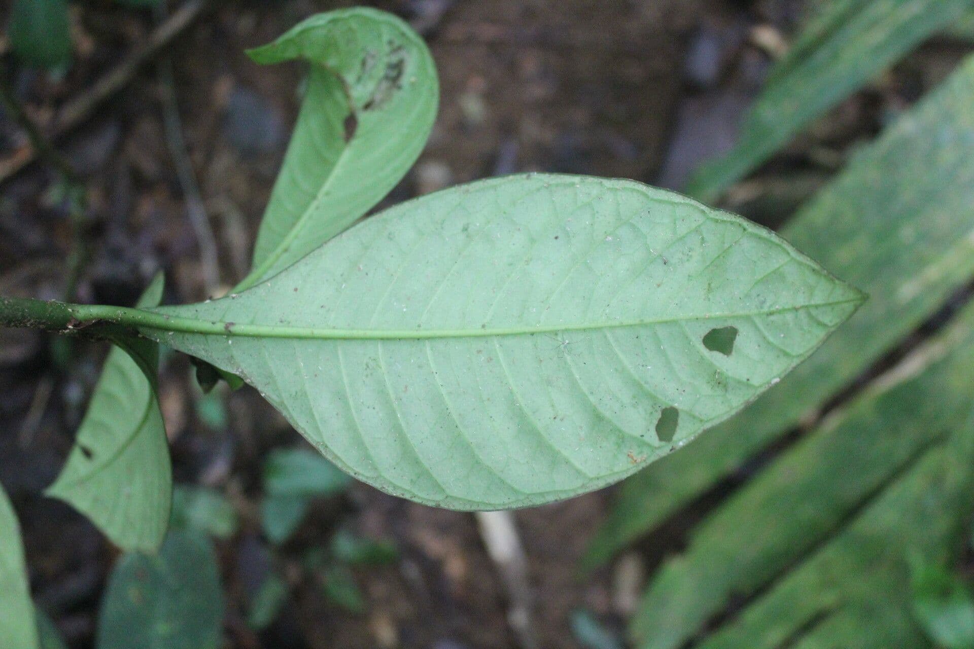 Amphidasya 9