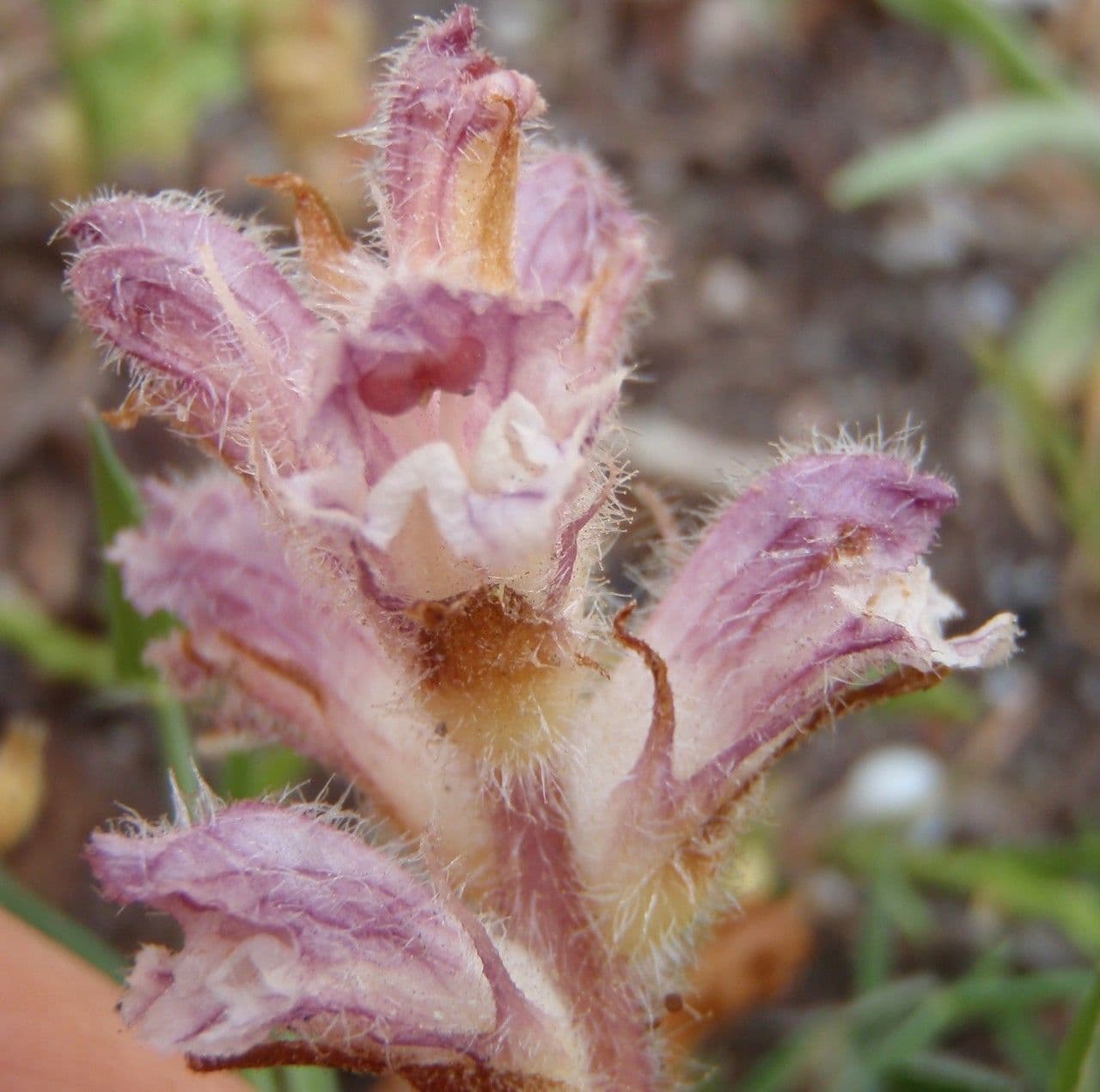 Orobanche pubescente 2