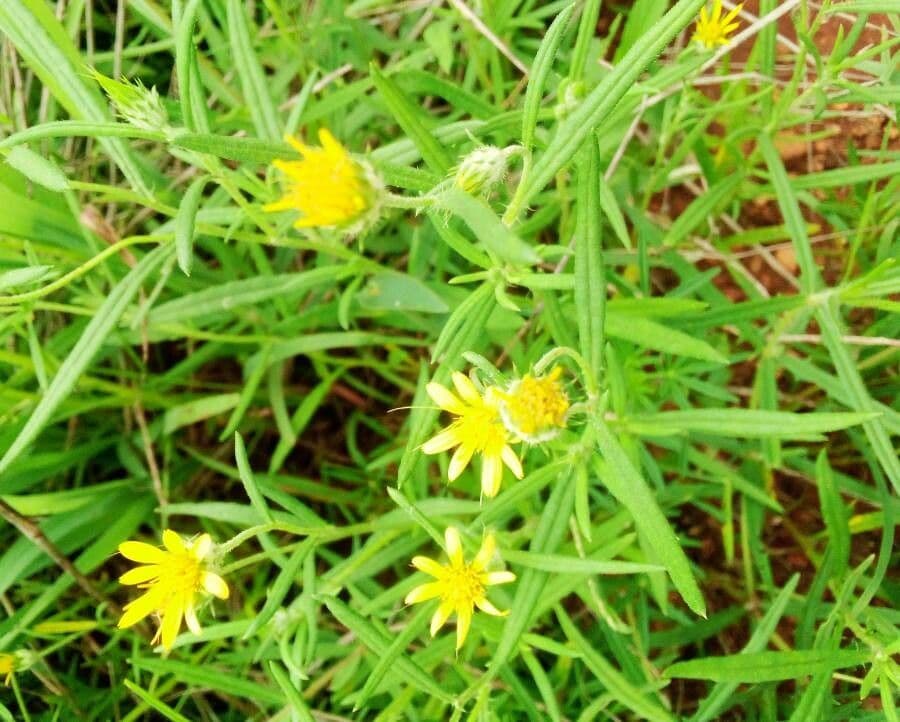 Hirpicium 6