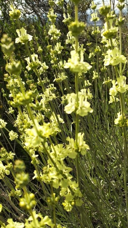 Sideritis 2