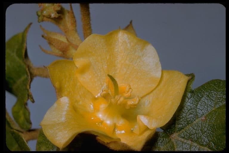 Fremontodendron 3