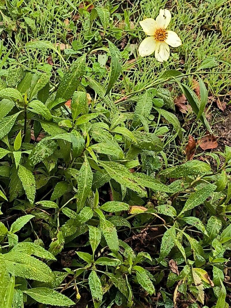 Bidens aurea 8