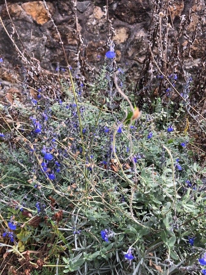 Salvia germandrina 8