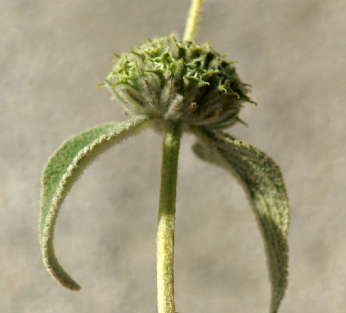 Phlomis