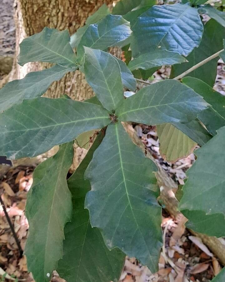 Quercia 2