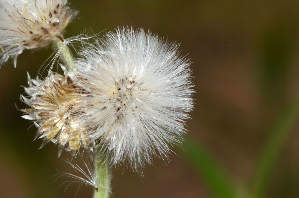 Antennaria de hoja de llantén 5