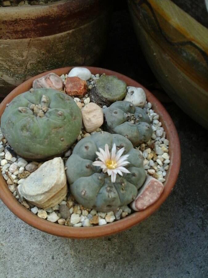 Peyote 5