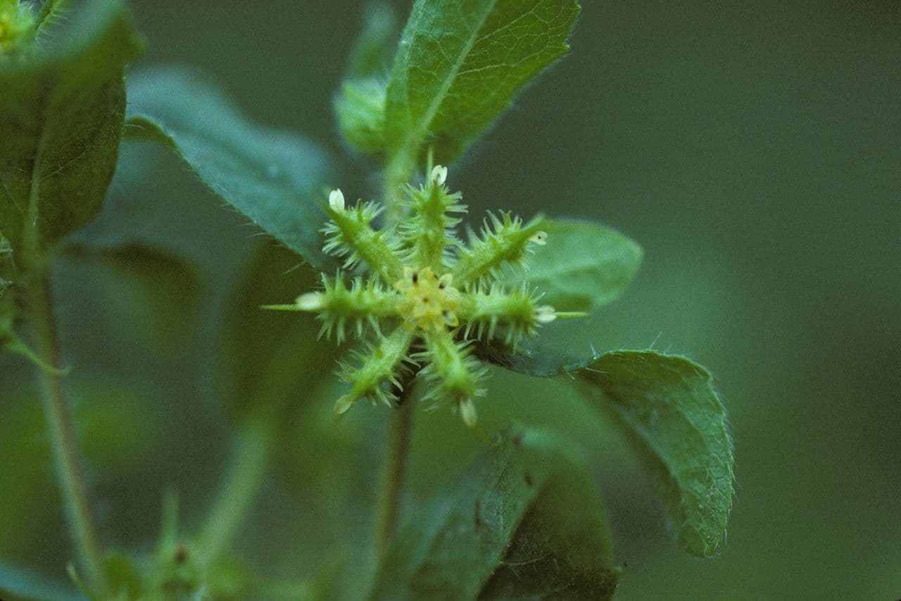 Acanthospermum 10