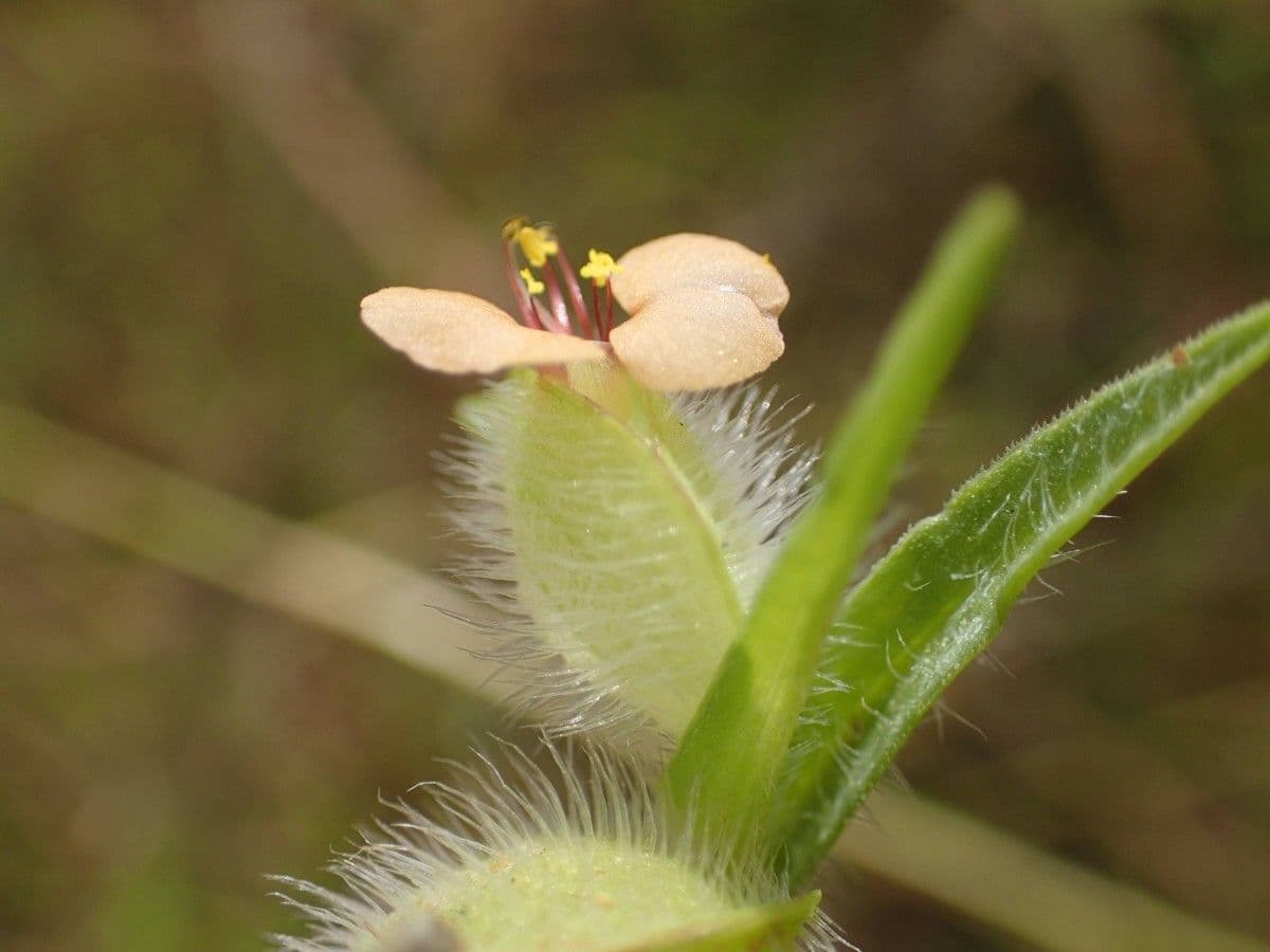 Commelina africana 5