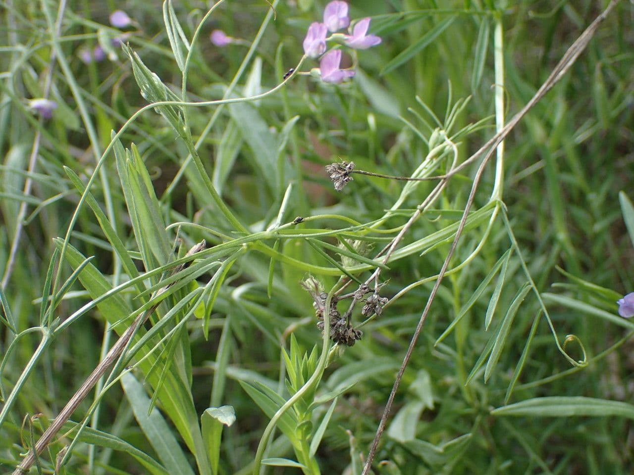 Vesce à petites fleurs 22