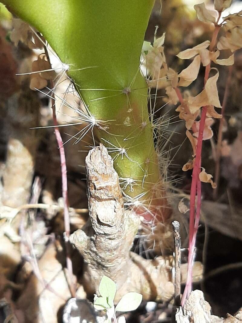 Cactus grimpant 17