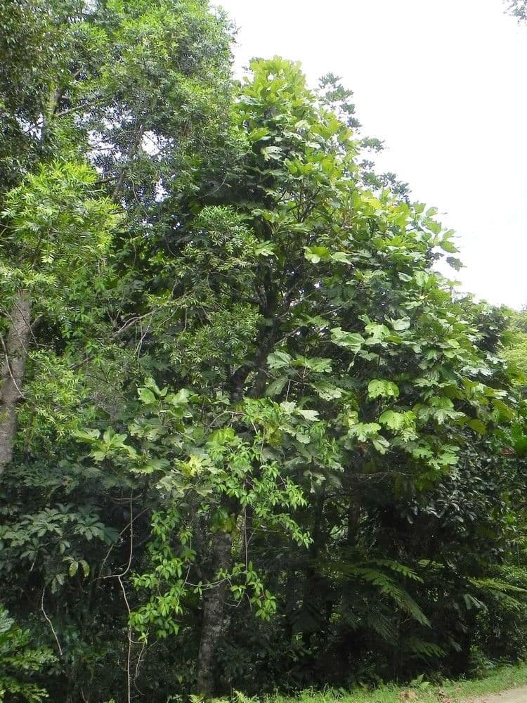 Acropogon macrocarpo 5