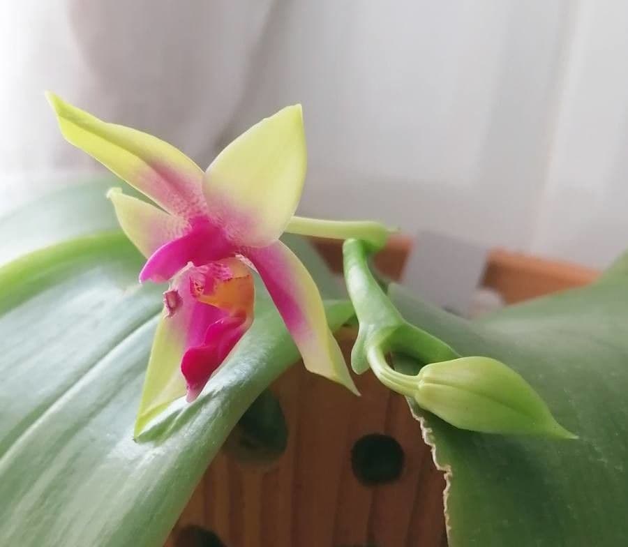 Phalaenopsis violacea 2