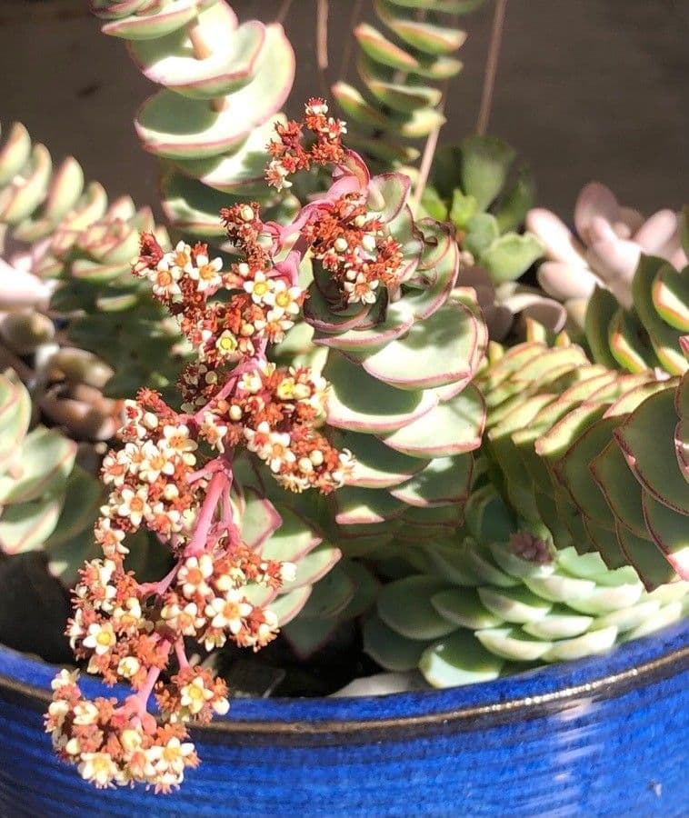 Crassula perforata 4
