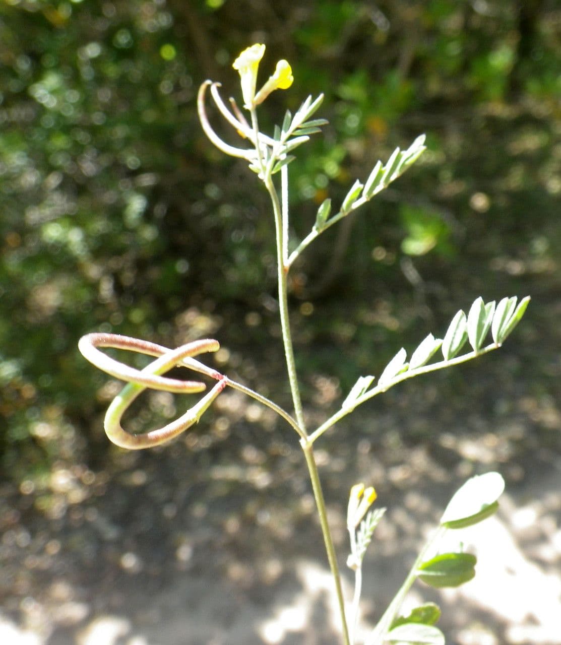 Ornithopus pinnatus 15
