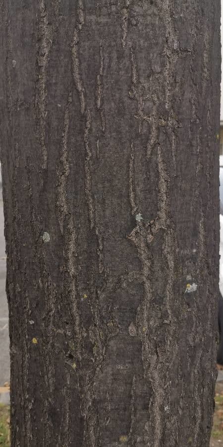 Rot-Eiche 23