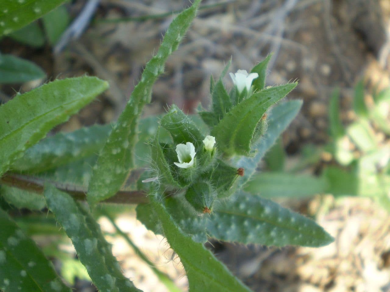 Nonea 25