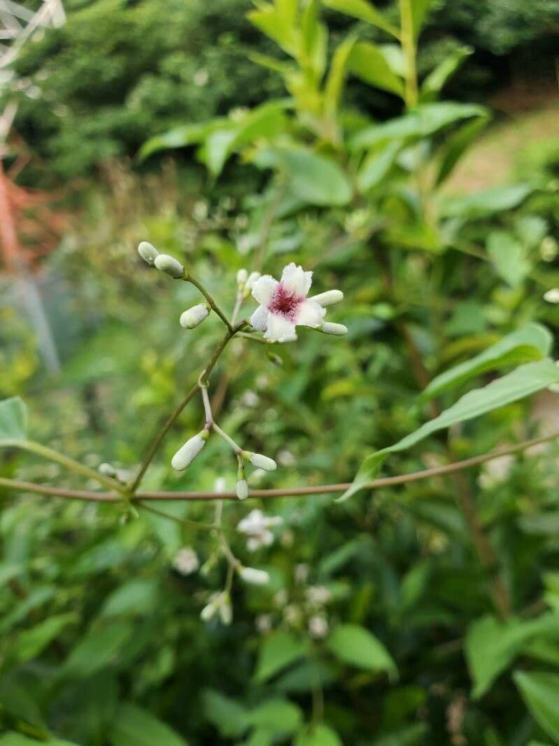 Apocyn 10