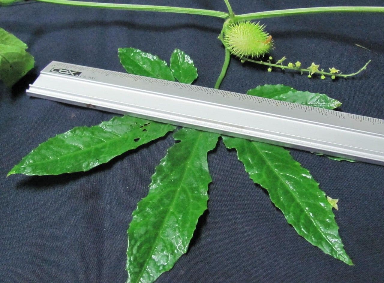Cyclanthera 19