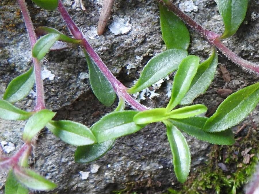 Saponaria rossa 17