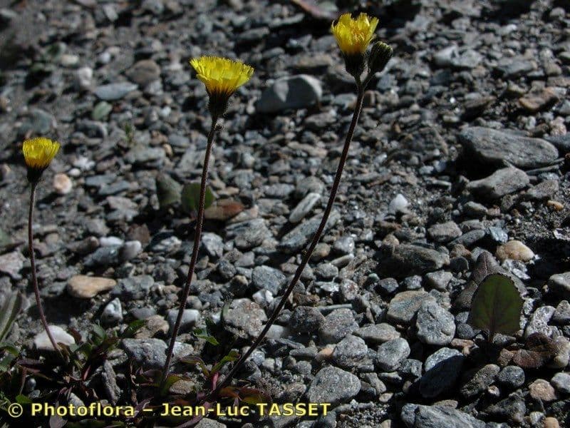 Pilosella corymbuloides 10