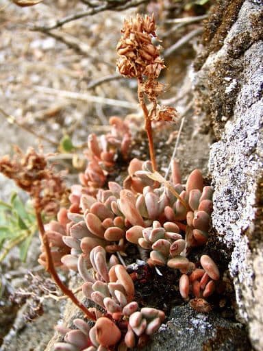 Borracina ottusa 10