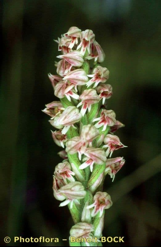 Orchidea maculata 3