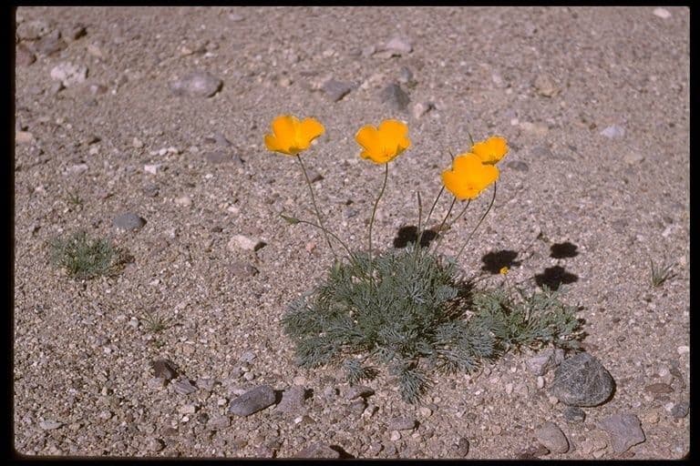 Wüsten-Mohn 6