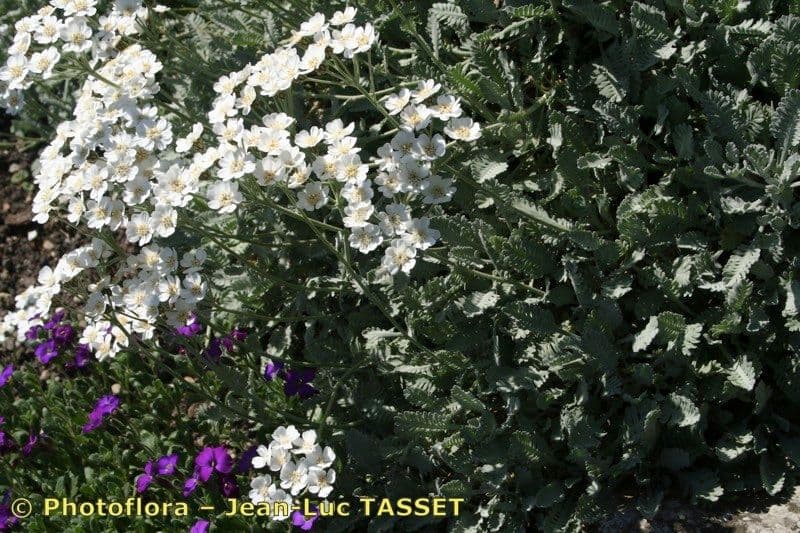 Achillea compatta 7