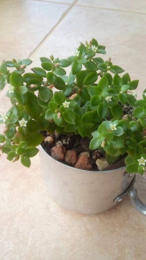 Crassula di Volkens 7