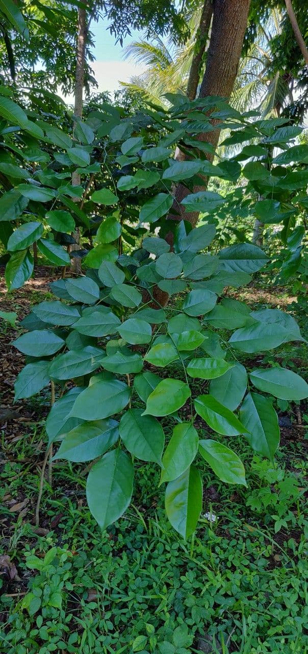 Pterocarpus 16