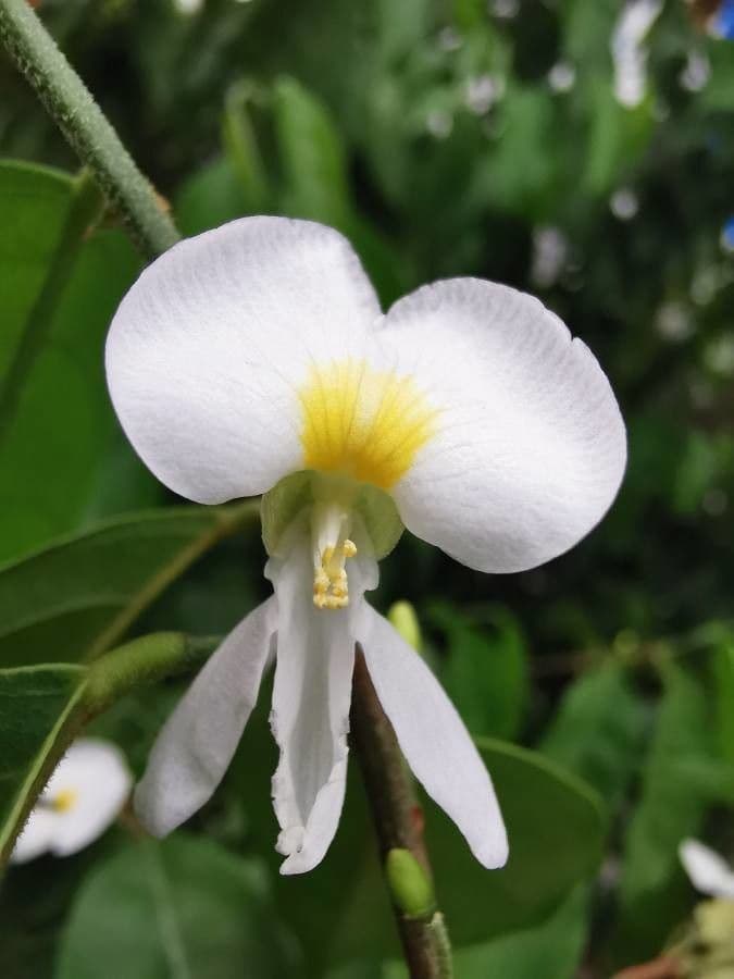 Baphia nitida 3