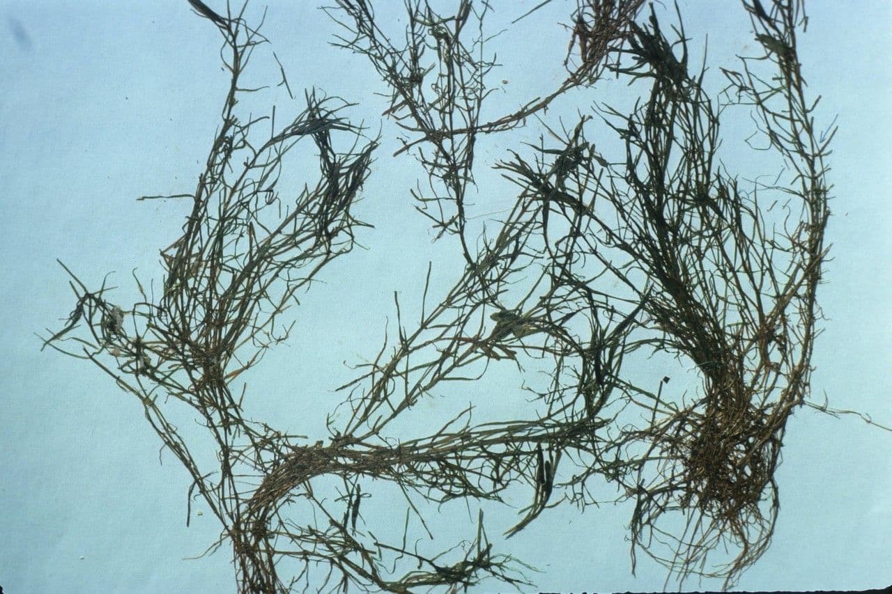 Callitriche eterofilla