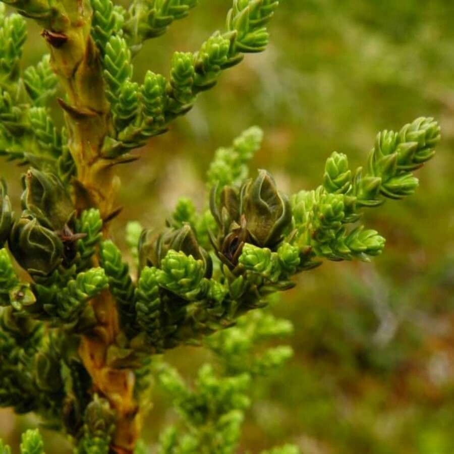 Pilgerodendron chilský 13