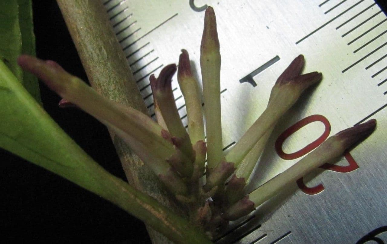 Cestrum 21